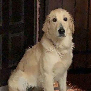 Meet your Posher, Armando